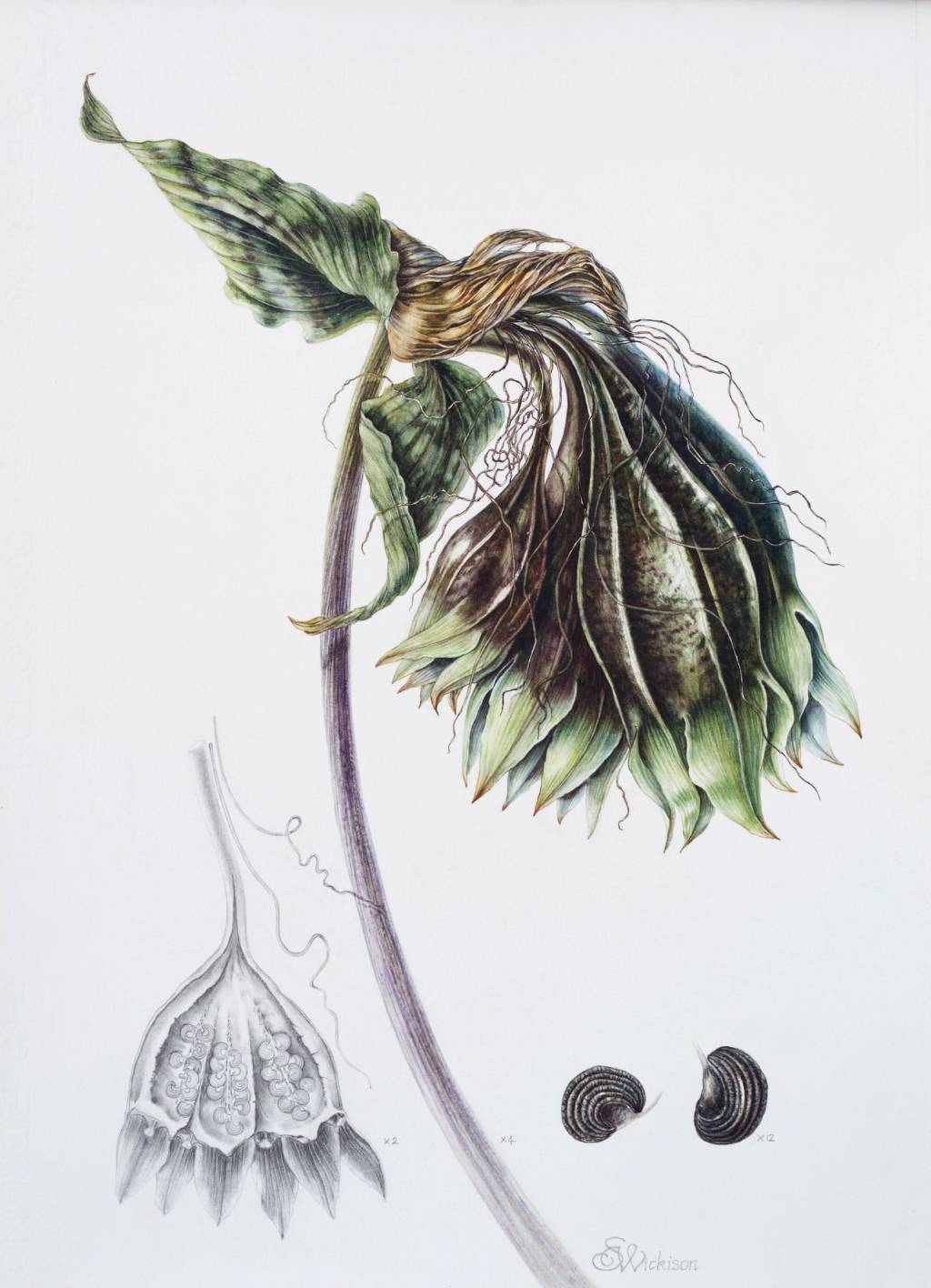 Tacca chantrieri - Tohum kabukları