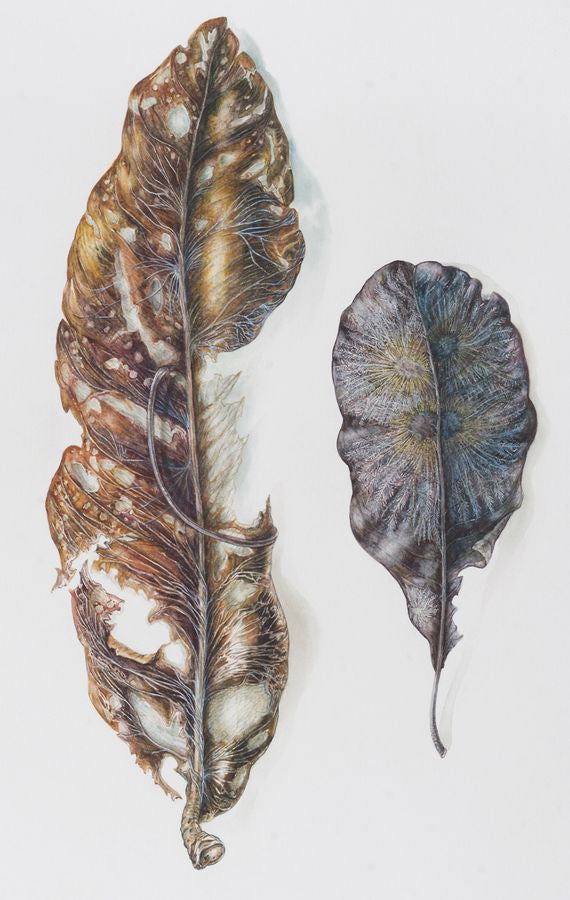 Mycillium'lu Fiji yaprakları