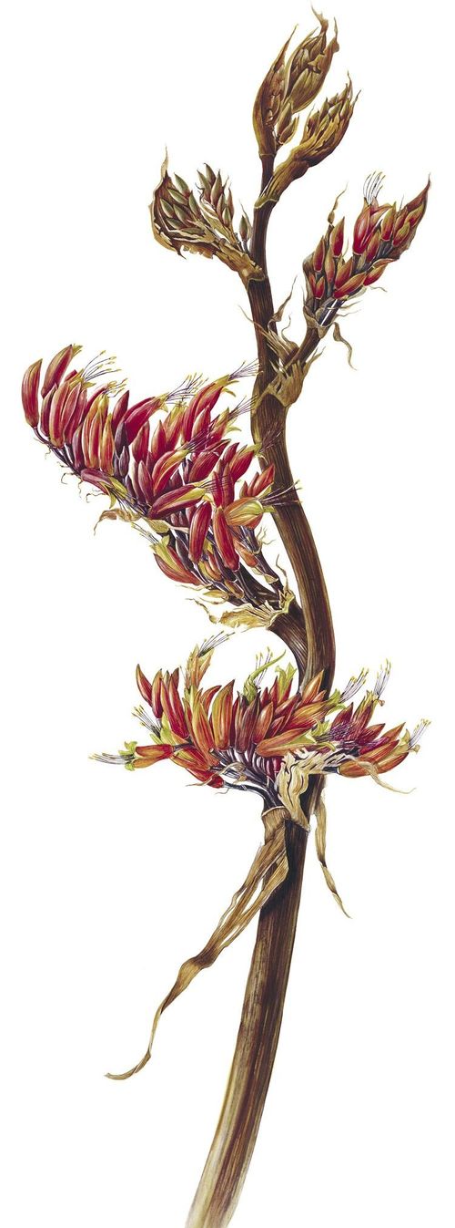 Phormium tenax - Keten veya Harakeke