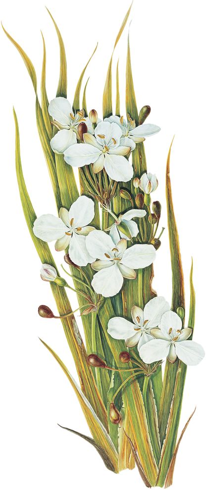 Libertia ixioides