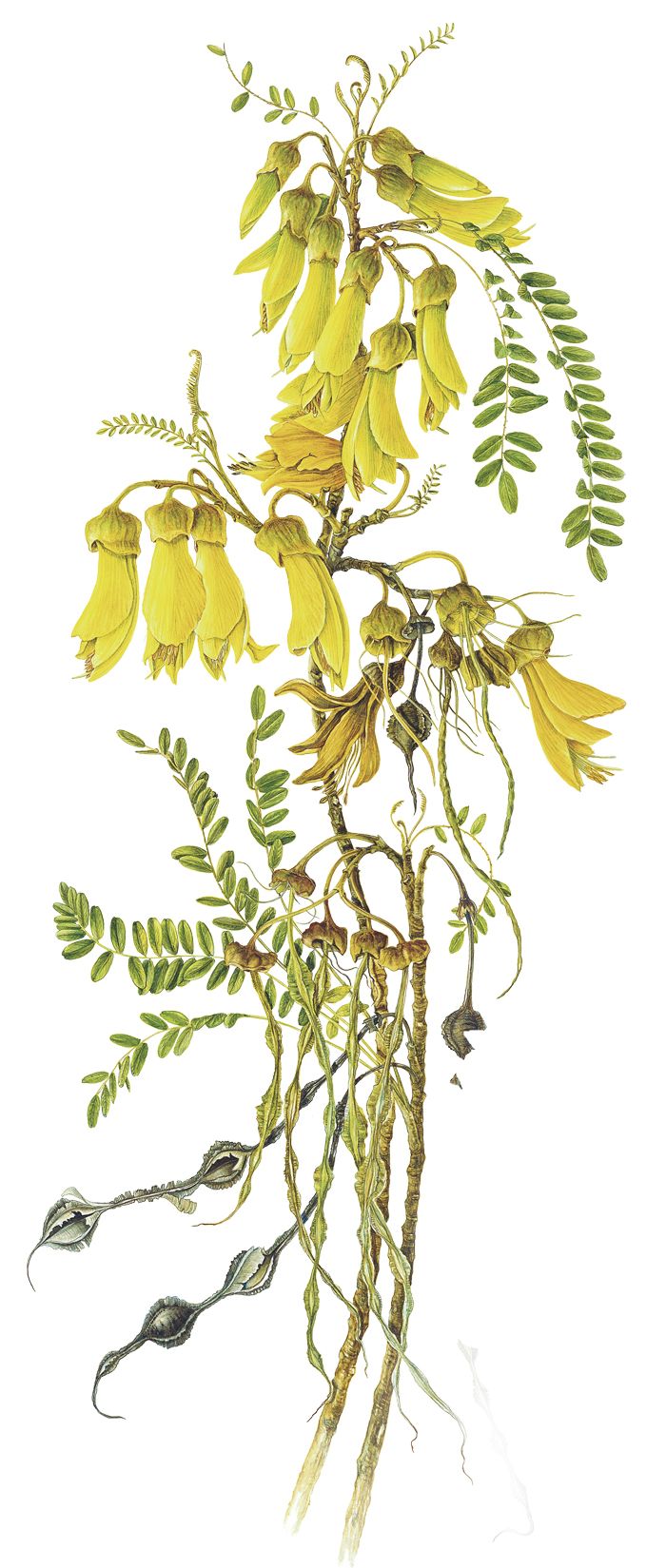 Sofora tetraptera