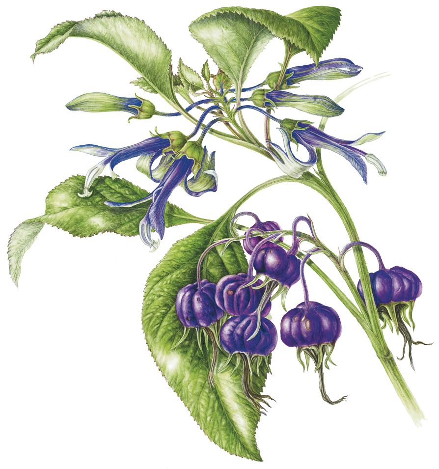Lobelia fizaloides