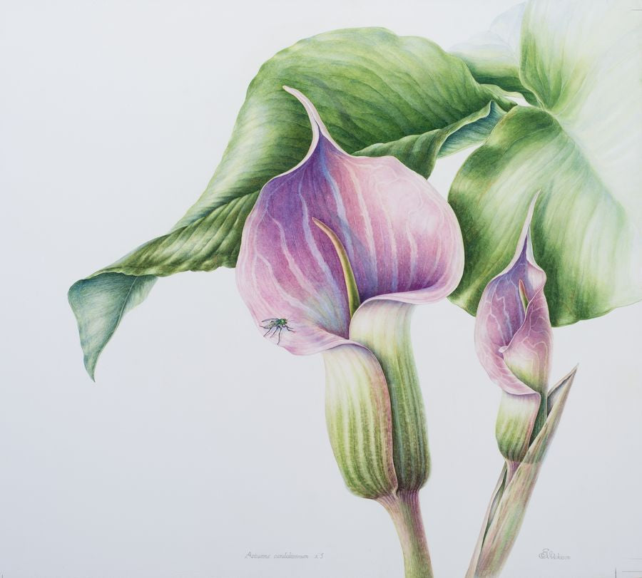 Arisaema candidissimum Çizgili Kobra Zambağı