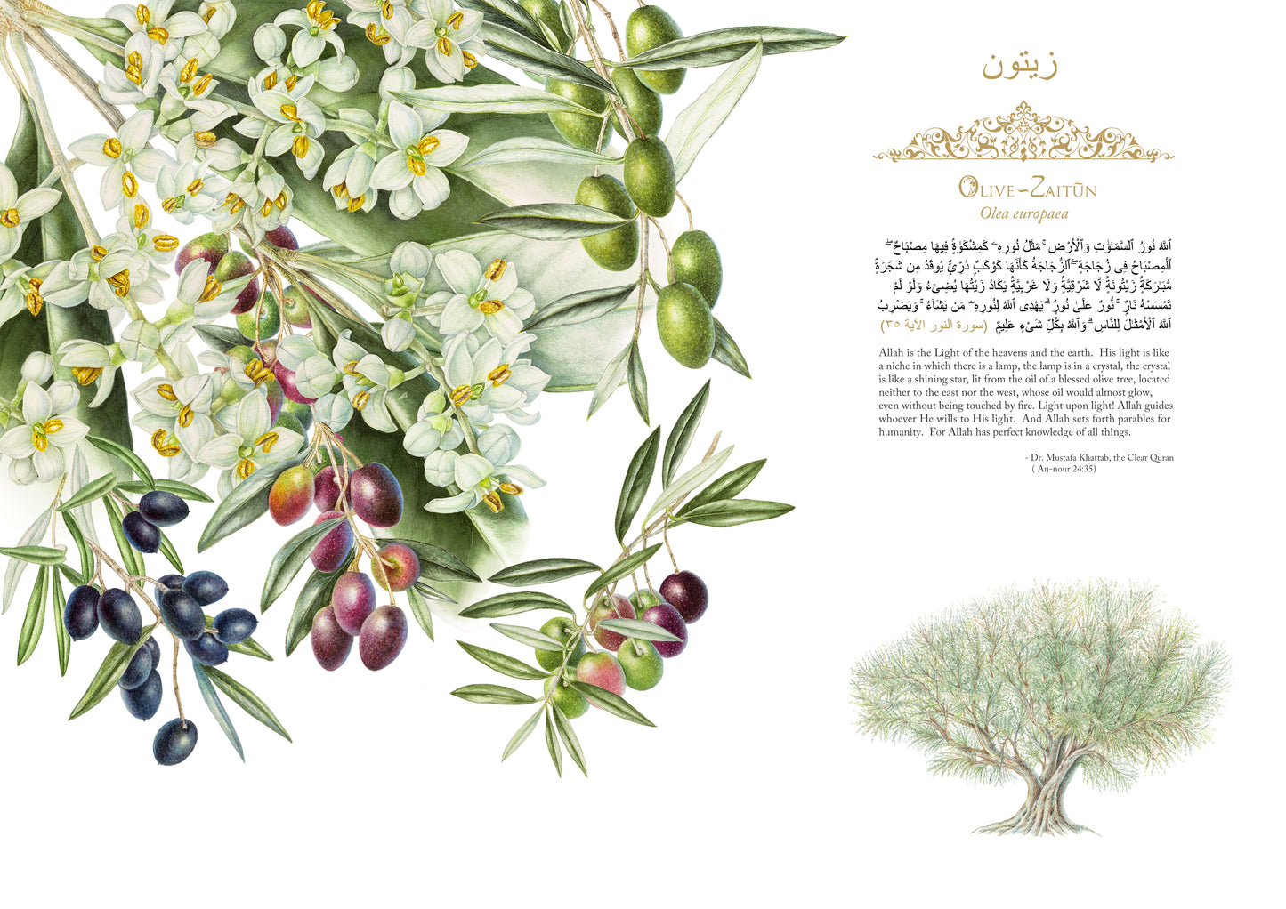 Olive - Print