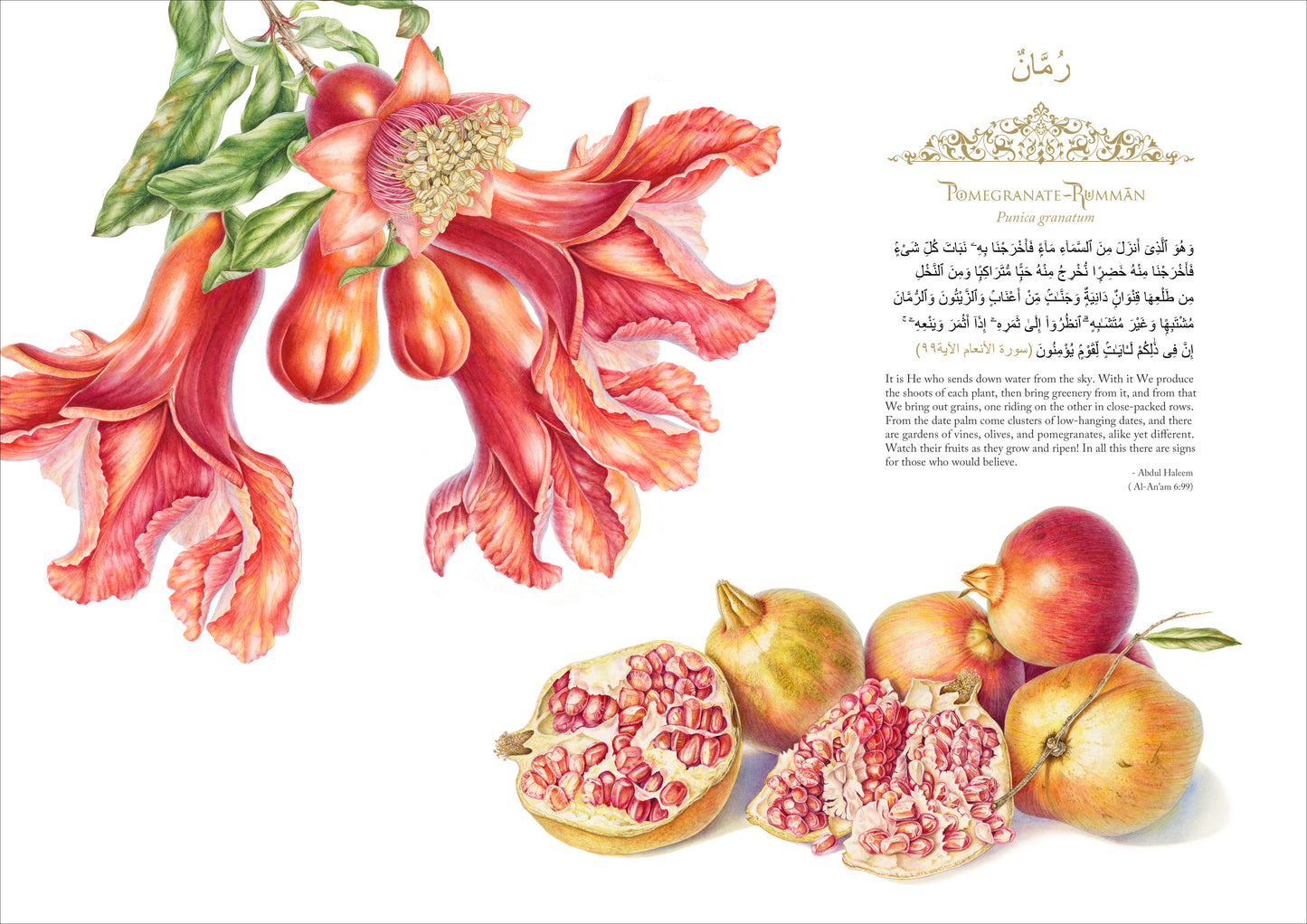 Pomegranate - Print