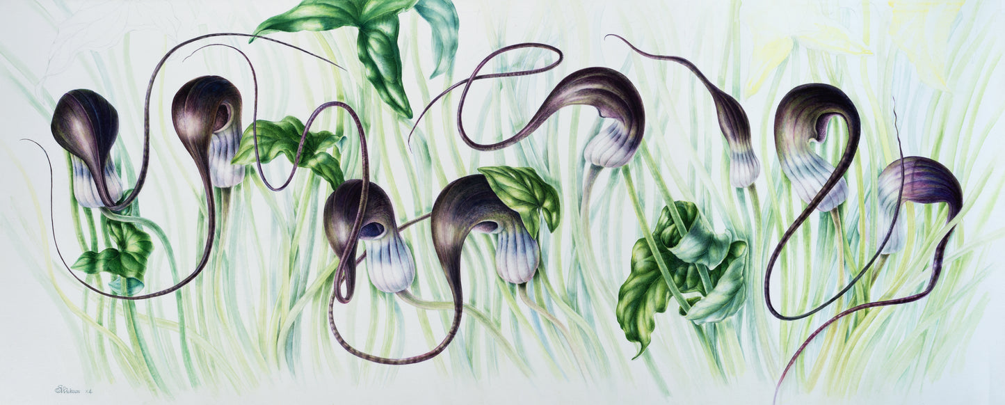 Arisarum proboscideum Arum Ailesi