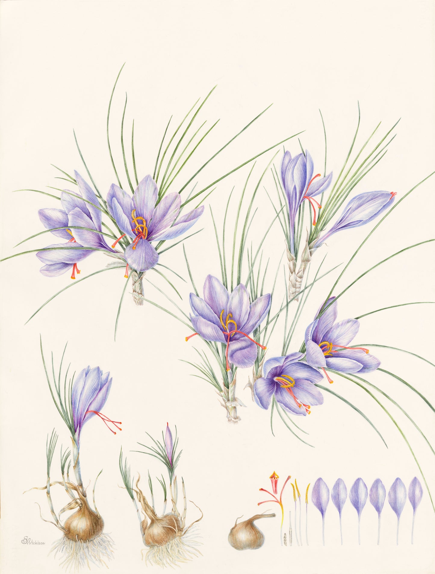 Crocus sativus - Safran
