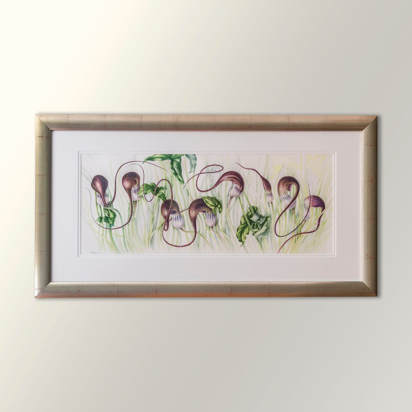 Arisarum proboscideum Arum Ailesi