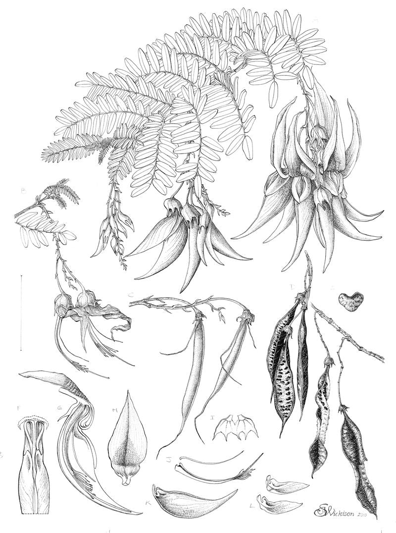 New Zealand native plant Clianthus puniceus Kākābeak