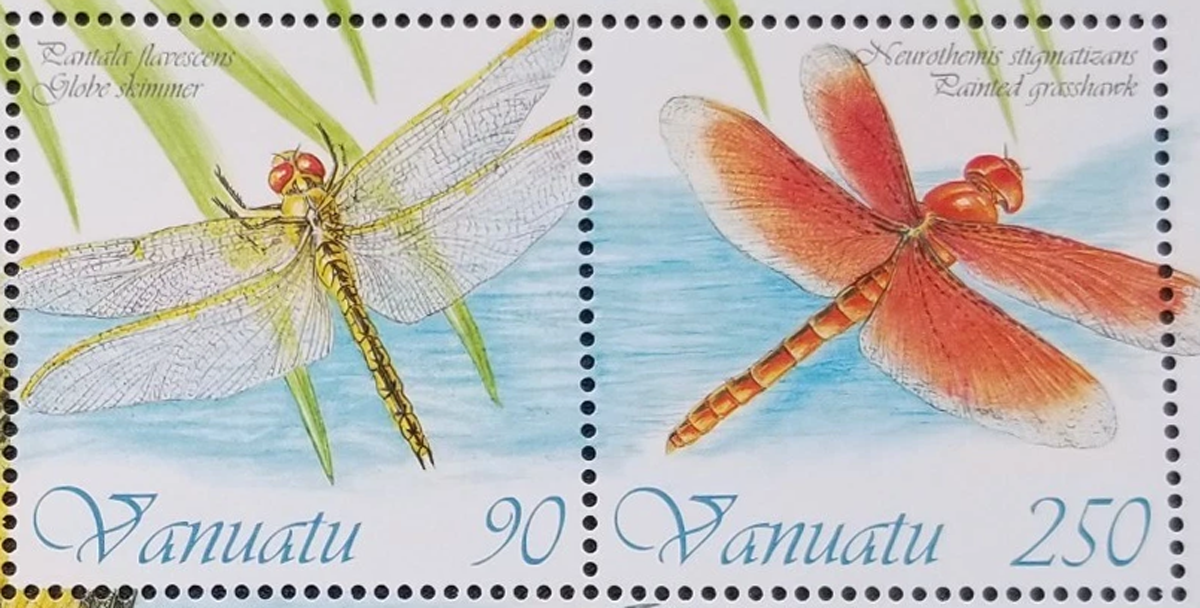 Insects Series - Yellow striped Flutterer Dragonfly - Sue Wickison