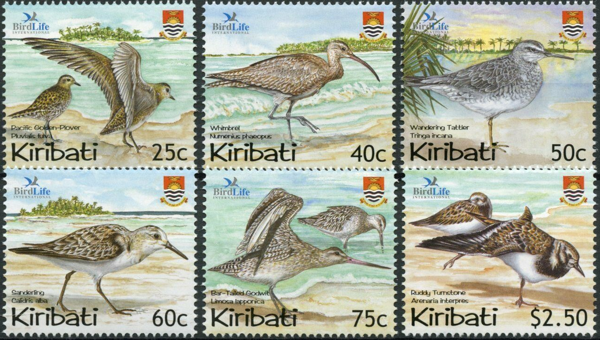 Birds series - Shorebirds of Kiribati