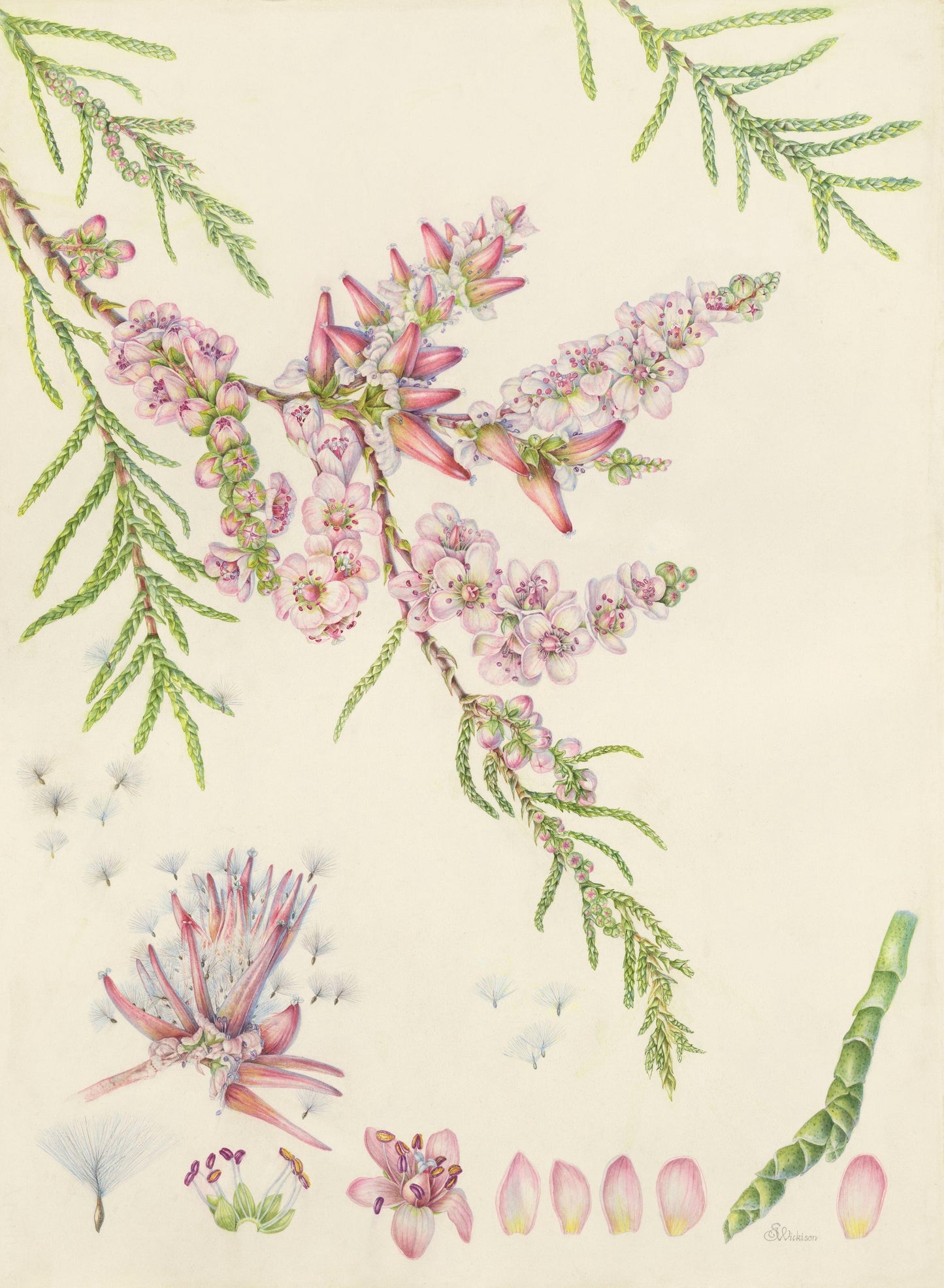 Tamarisk aucheriana
