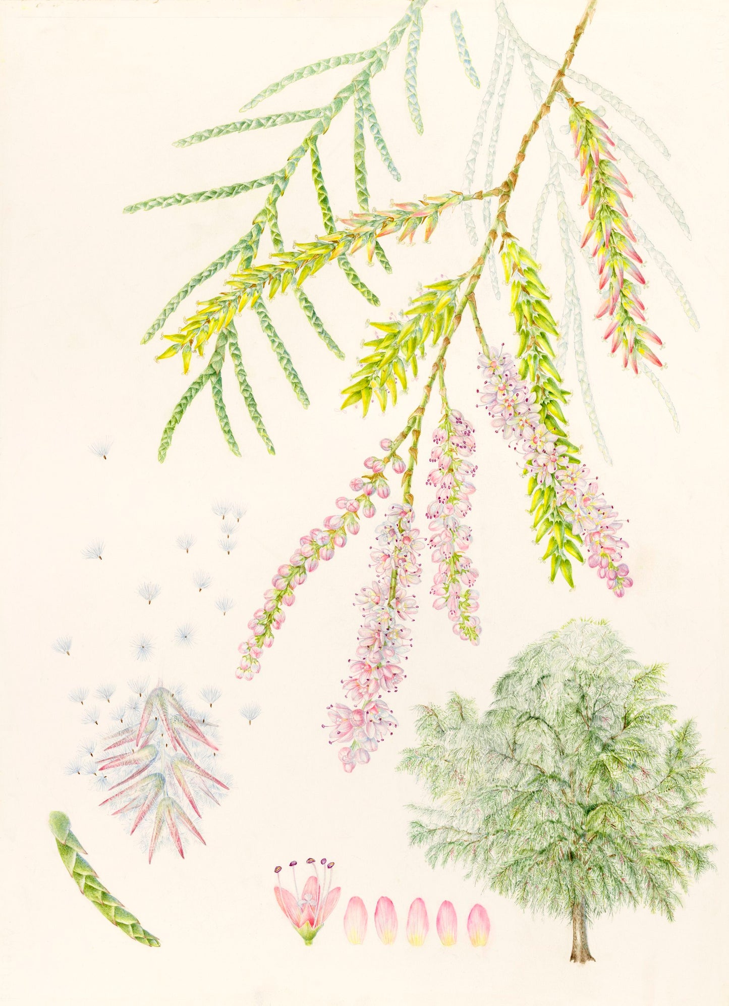 Tamarisk aphylla