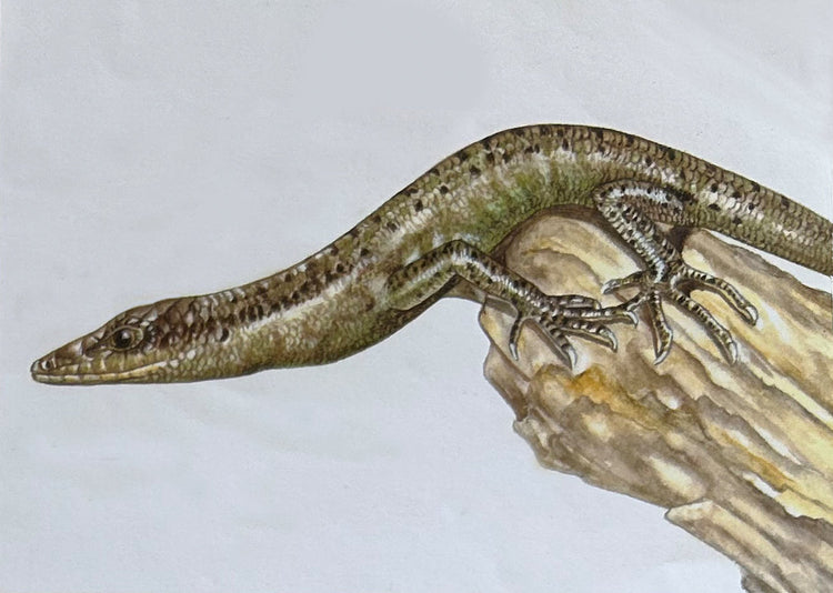 NATURAL HISTORY PAINTINGS