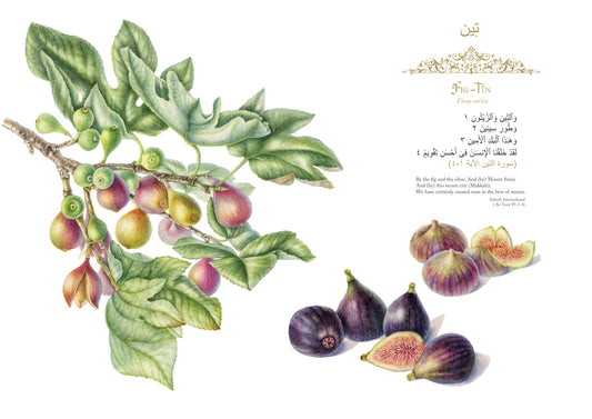 Fig