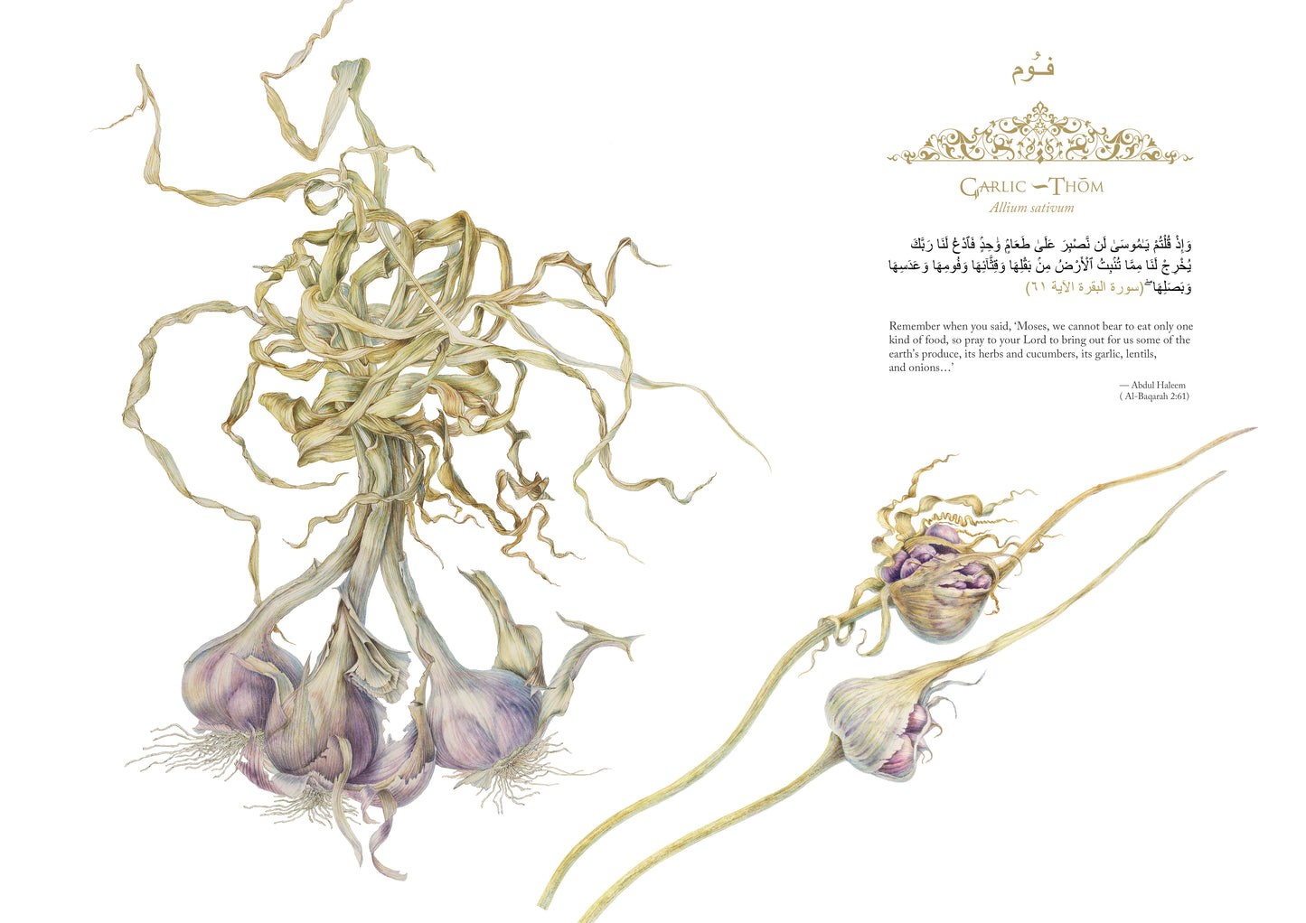 Garlic - Print