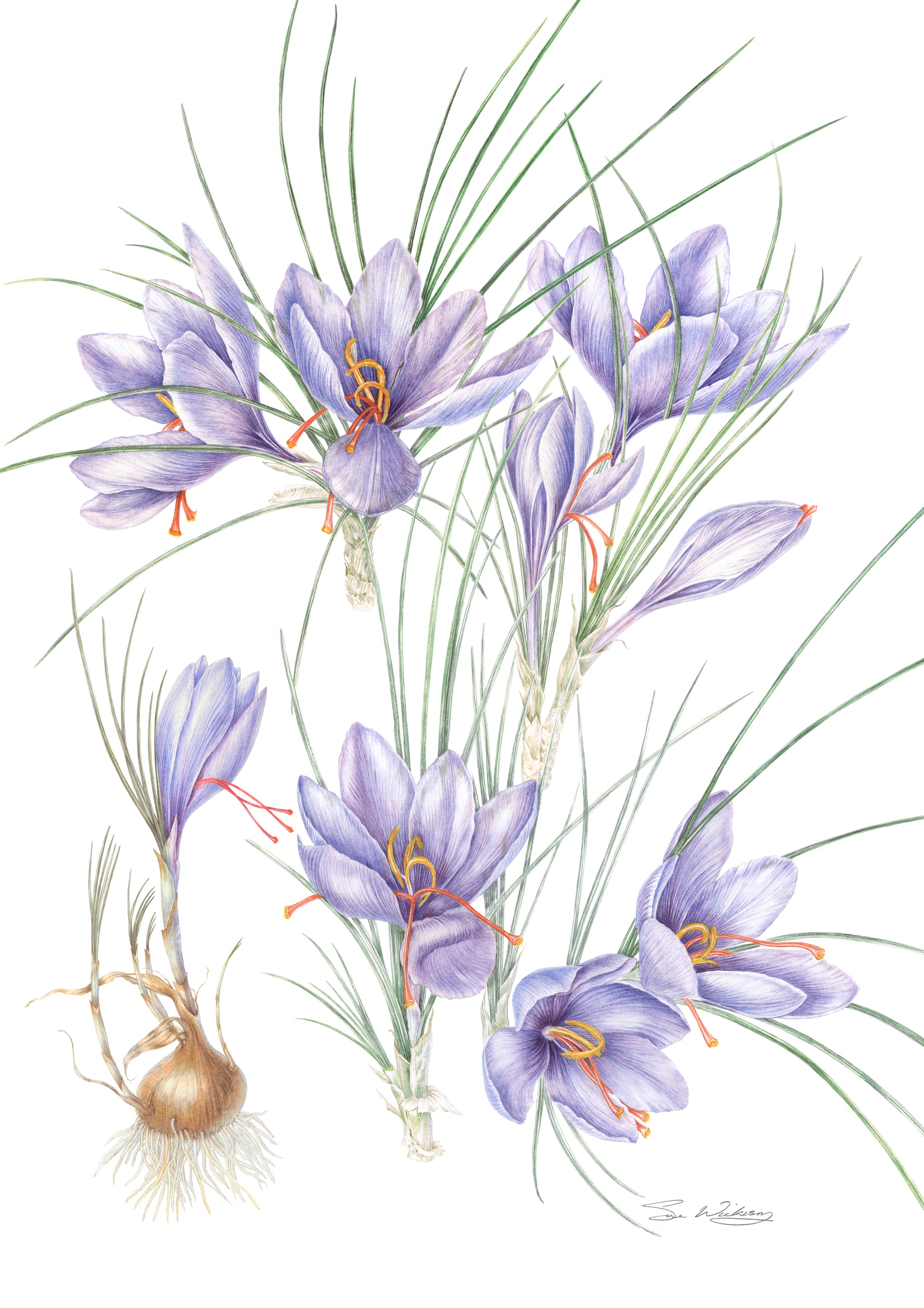 Saffron