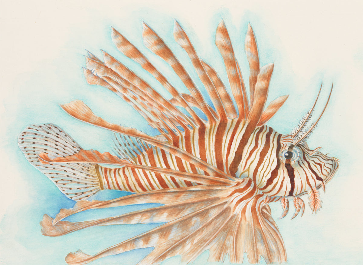 Lionfish