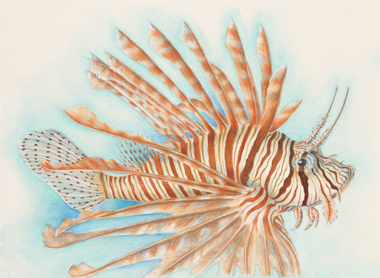 Lionfish