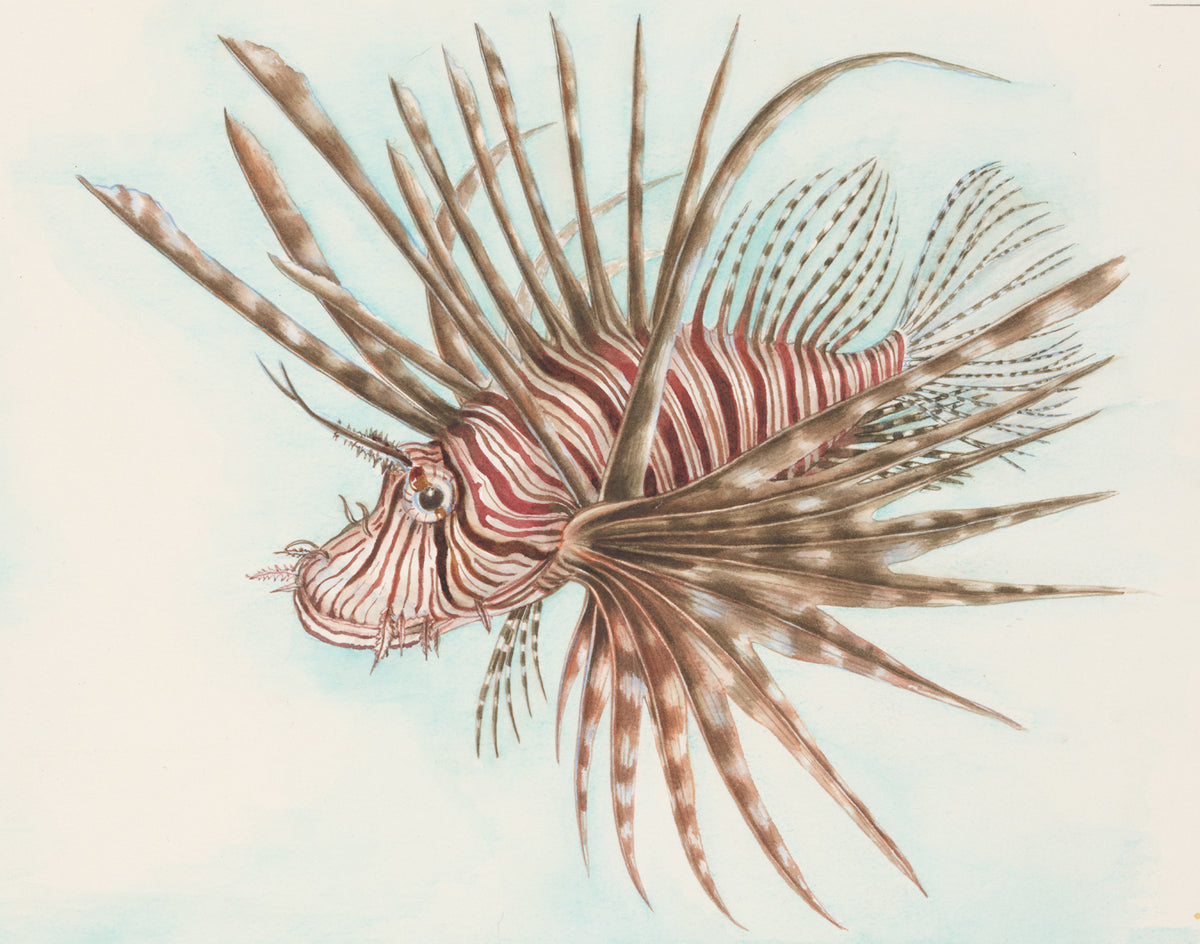Lionfish