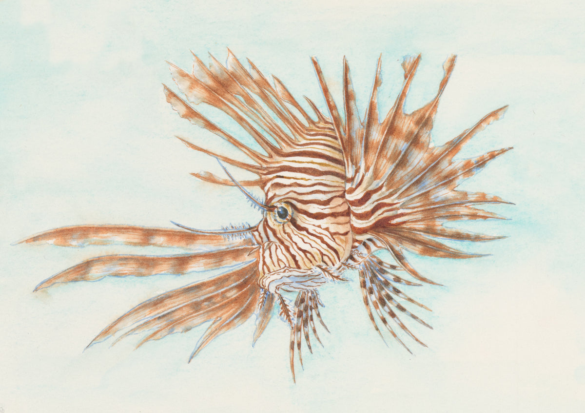 Lionfish
