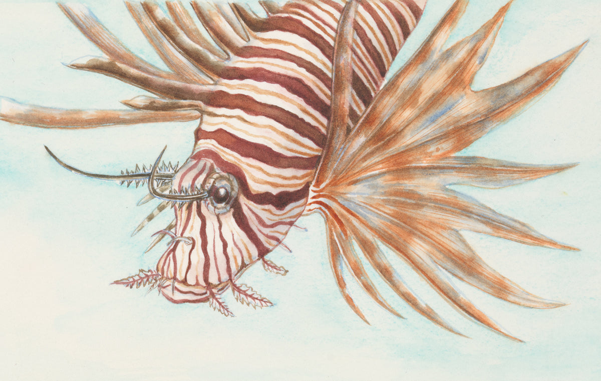 Lionfish