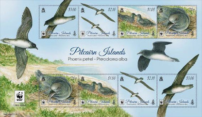 Phoenix petrel