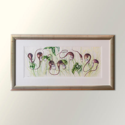 Arisarum proboscideum Arum Family - Sue Wickison