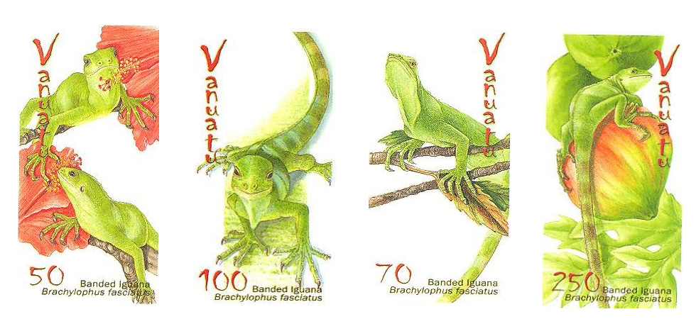 Lizards - Banded Iguana