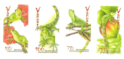 Lizards - Banded Iguana