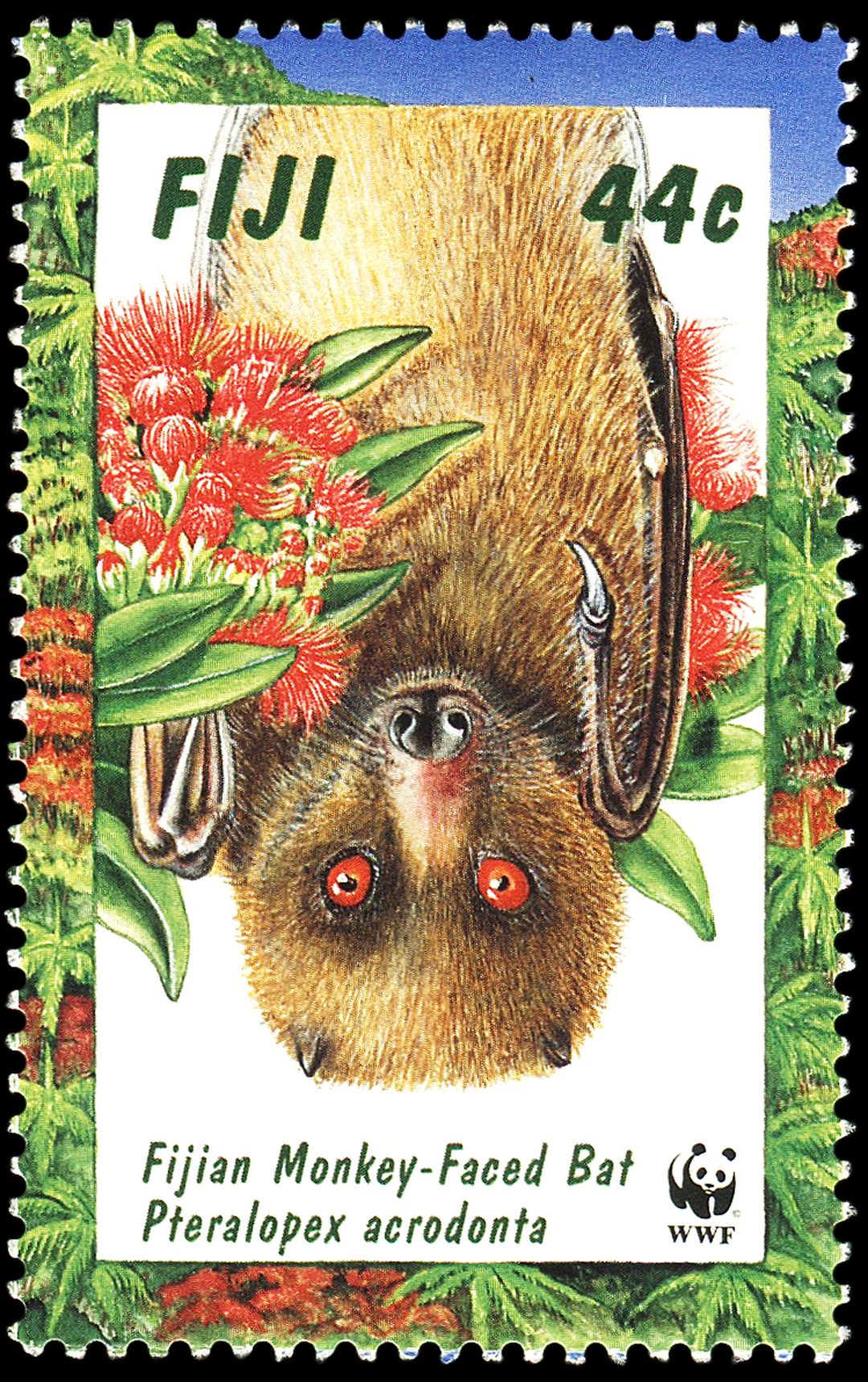 Monkey-faced Bat