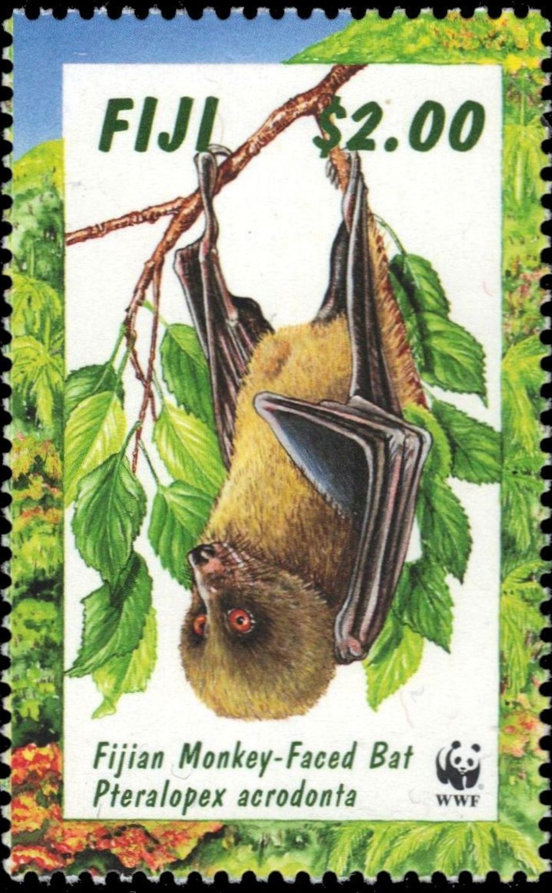 Monkey-faced Bat