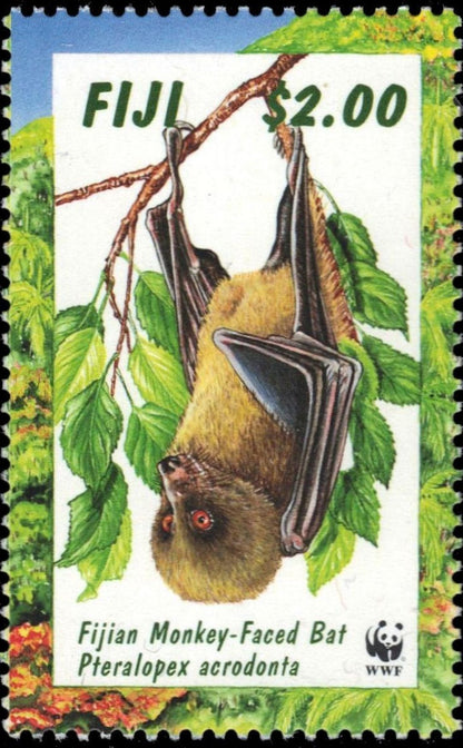 Monkey-faced Bat
