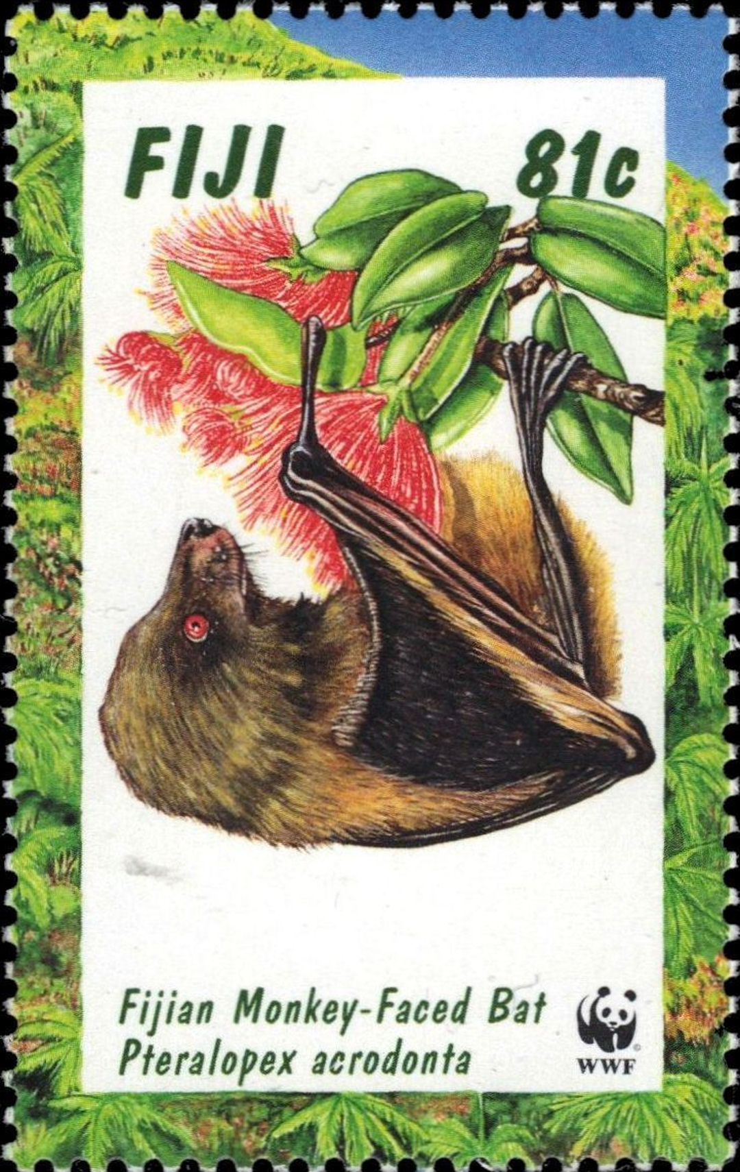 Monkey-faced Bat