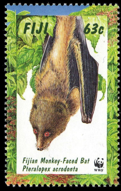Monkey-faced Bat