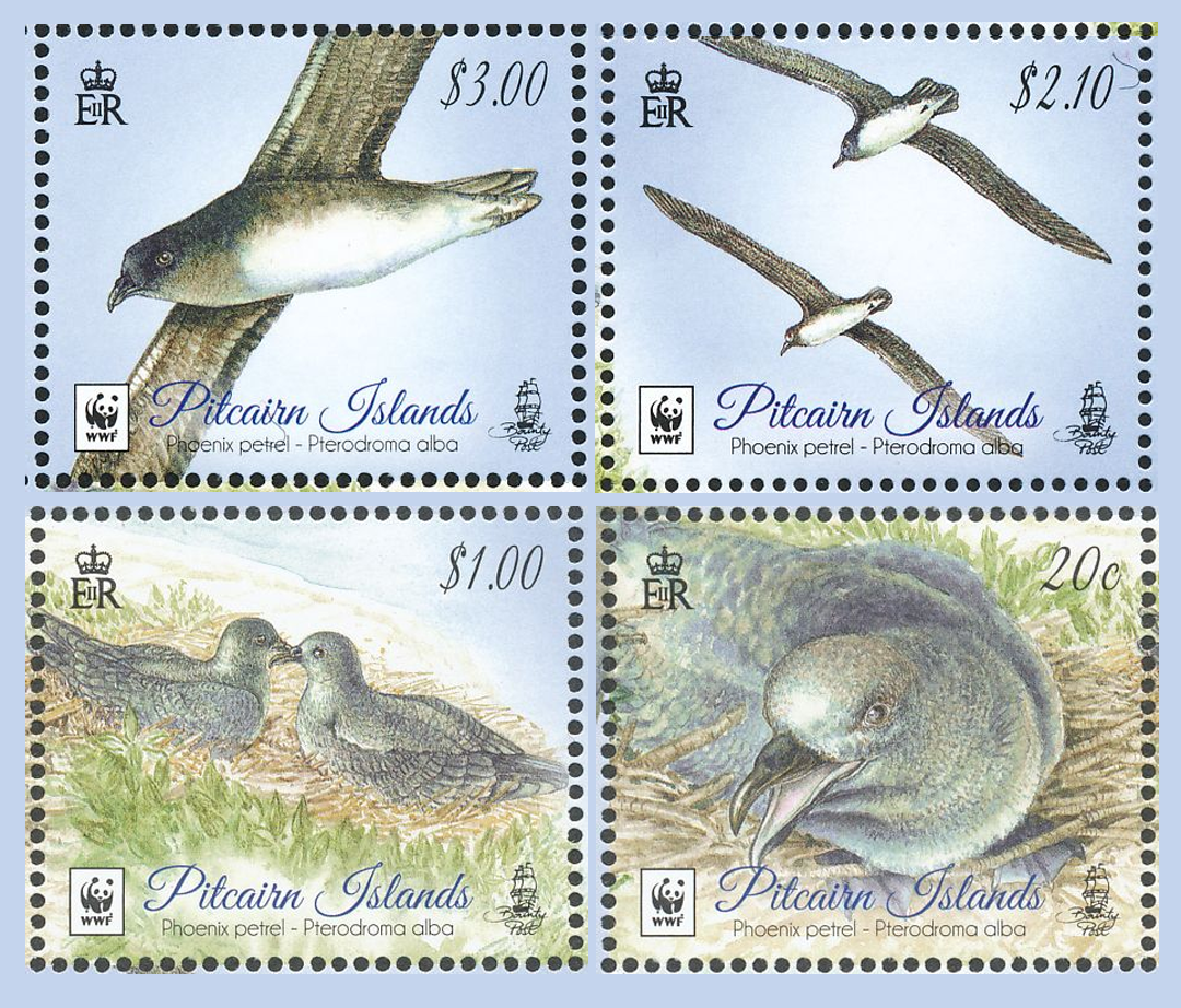 Phoenix petrel