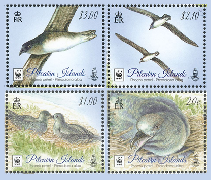 Phoenix petrel