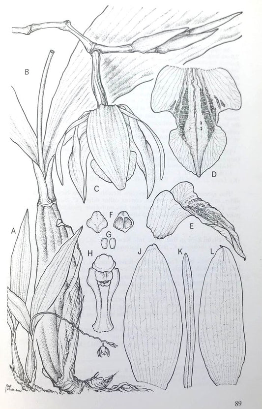 Coelogyne susanae