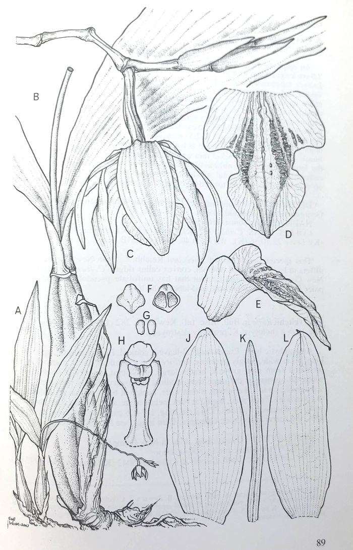 Coelogyne susanae