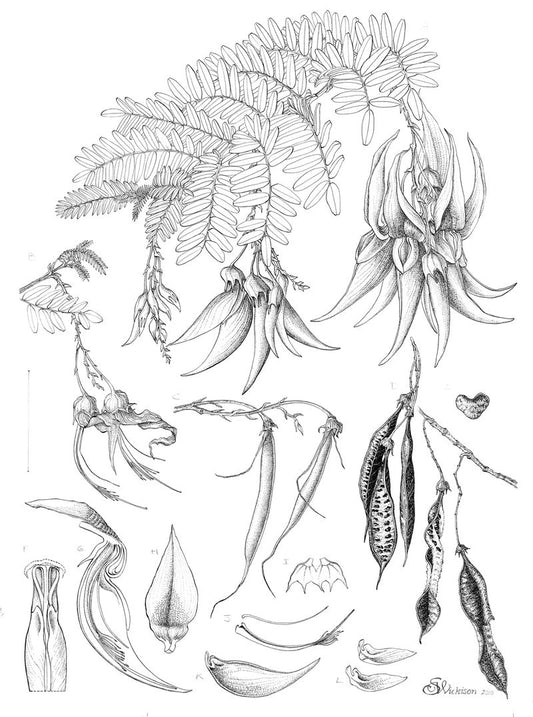 Yeni Zelanda'ya özgü bitki Clianthus puniceus Kākābeak