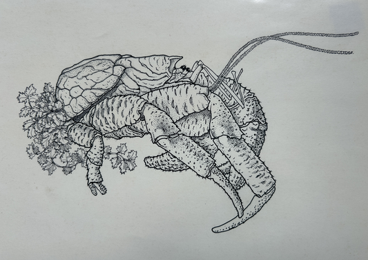 Coconut crab