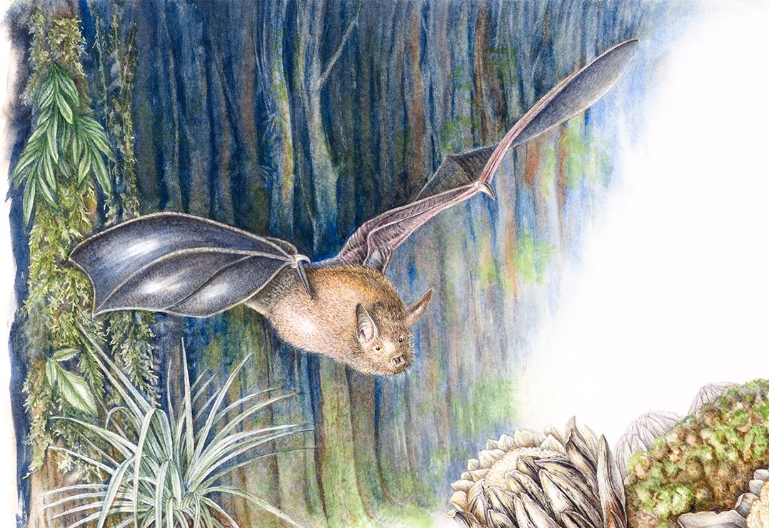 1 Dactylanthus taylorii