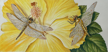 فطريات Phormium tenax Tui تتغذى على الكتان (تفاصيل)