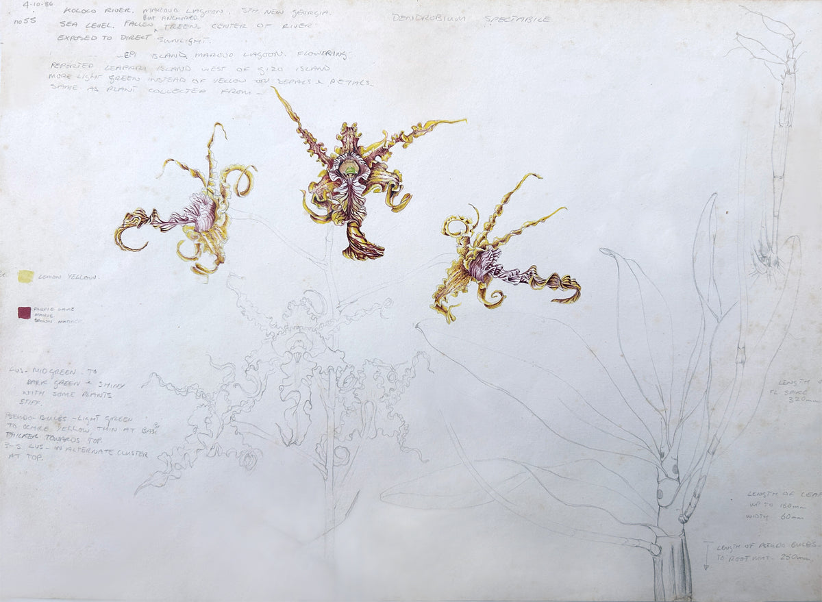 Solomon Island Orchids - Field Notes and stamps