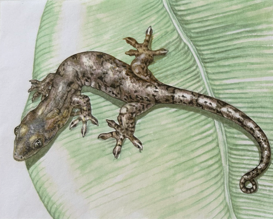 Lizards - Mourning Gecko
