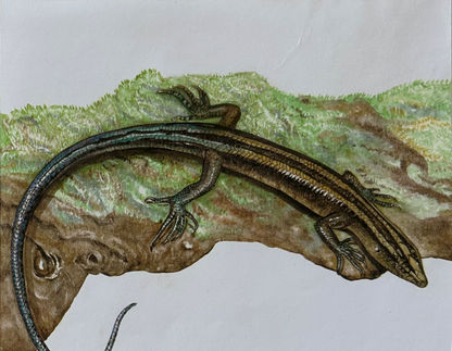 Lizards - Pacific blue-tailed skink