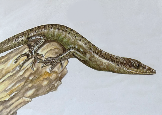 Lizards - Black-bordered Emo Skink