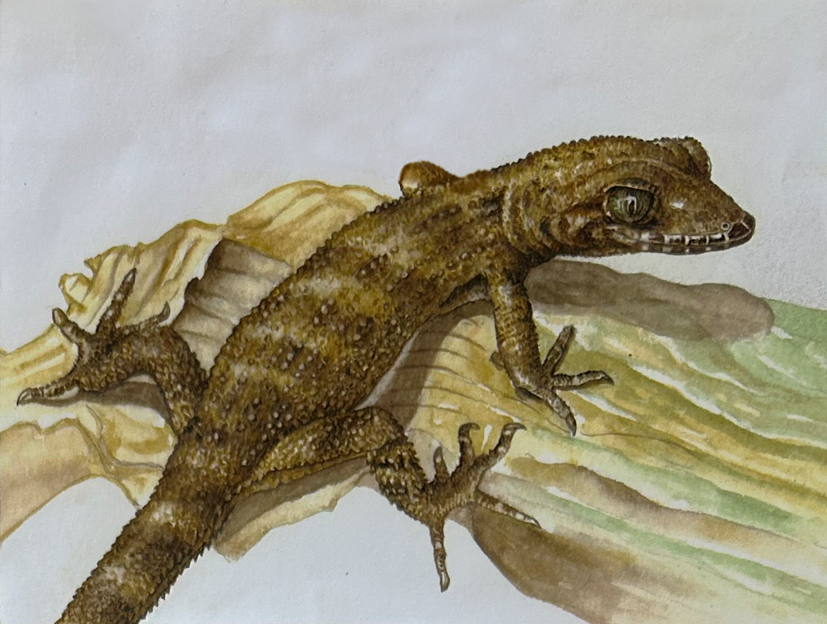 Lizards - Solomon slender-toed gecko