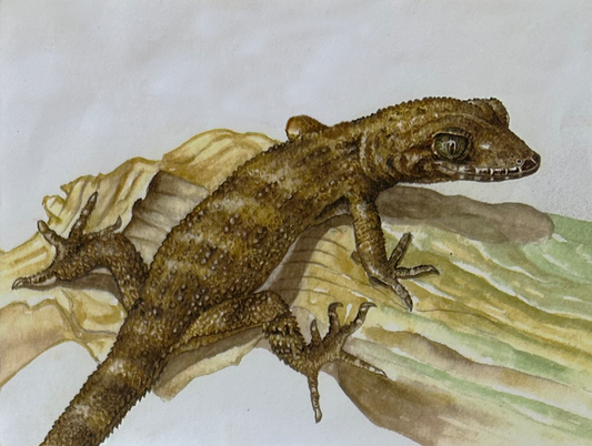 Lizards - Solomon slender-toed gecko