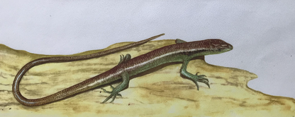 Lizards - The teal emo skink